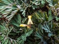 Tiny flower buds of early spring herbaceous plant Dutchman`s britches or Dutchman`s breeches Dicentra cucullaria in spring