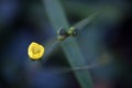 Tiny flower on the dark background of the forest