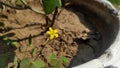 Tiny flower in an earthen pot Royalty Free Stock Photo