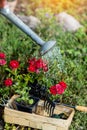 Tiny flower geranium seedling in the small black pot with black soil in flowering roses and pouring water background