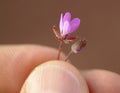 Tiny flower held between fingertips.