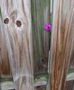 Tiny Flower Pokes Out Alone From Wood Enclosure