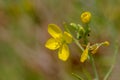 Yellow wildflower in full bloom. The beauty of wild nature in the city . Royalty Free Stock Photo