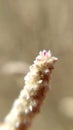 tiny flowers beauty macro closeup view