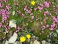 Creeping phlox and alpine buttercups Royalty Free Stock Photo