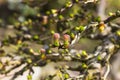 Tiny flowers on a branch of a European Larch bonsai tree that has been wired recently Royalty Free Stock Photo
