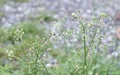 Tiny Flowers on Cyanthillium Cinereum or Little Ironweed Plant Royalty Free Stock Photo