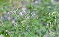 Tiny Flowers on Cyanthillium Cinereum or Little Ironweed Plant Royalty Free Stock Photo