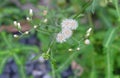 Tiny Flowers on Cyanthillium Cinereum or Little Ironweed Plant Royalty Free Stock Photo