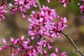 Tiny flowers of Eastern Redbud trees at full bloom Royalty Free Stock Photo