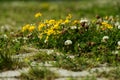 Tiny flowers on the ground