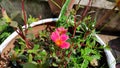 Tiny flowers in a pot