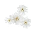 Tiny flowers of sneezewort Achillea ptarmica isolated on white background Royalty Free Stock Photo