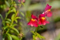 Small intensely red (with yellow accents) flowers in the home garden. Royalty Free Stock Photo