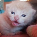 Tiny fluffy ginger kitten meowing