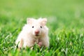 Tiny fluffy hamster on green grass