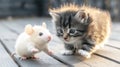 Grey tabby kitten meeting white laboratory mouse on sunny wooden deck, an interesting interaction showing innocence and curiosity Royalty Free Stock Photo