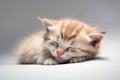 Tiny fluffy kitten sleeps sweetly