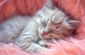 Tiny fluffy kitten sleeps sweetly