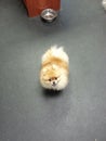 Tiny Fluffy Pomeranian