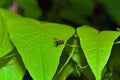 A tiny fly having some rest on a green leaf