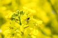 Tiny fly on yellow oil seed rape flower Royalty Free Stock Photo