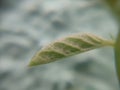 Tiny Folded leaf textured with defocused bacdrop Royalty Free Stock Photo