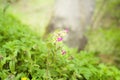 Tiny forest flowers in bloom Royalty Free Stock Photo