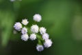 Tiny forest flowers Royalty Free Stock Photo