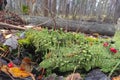 Tiny forest lichen also known as Cladonia fimbriata are growing on bark of tree. Royalty Free Stock Photo