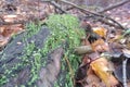 Tiny forest lichen also known as Cladonia fimbriata are growing on bark of tree.Symbionts as proof of healthy wood. Royalty Free Stock Photo