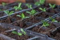 tiny four leave sprouts seedling plugs in black boxes full of soil