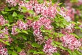 Tiny fragrant pink Syringa