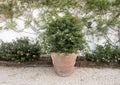 Tiny fragrant white flowers in a pot in front of a bed of Lantana