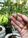 Tiny, fresh green chili peppers