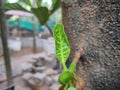 A tiny fresh green leaf on branch