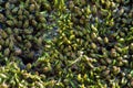 Tiny fresh green moss blooming above tree bark macro Royalty Free Stock Photo