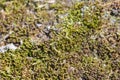 Tiny fresh green moss on wooden tree macro Royalty Free Stock Photo