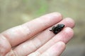 Tiny frog Royalty Free Stock Photo