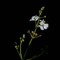 Tiny Frog on a Broadleaf Arrowhead Flower Stem Royalty Free Stock Photo