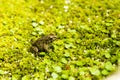 A frog hiding itself
