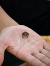 Tiny frog caught in the palm of a hand Royalty Free Stock Photo