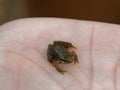 Tiny frog caught in the palm of a hand Royalty Free Stock Photo
