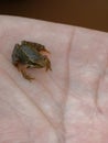 Tiny frog caught in the palm of a hand Royalty Free Stock Photo