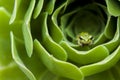 Tiny frog in a green flower