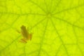 Tiny Frog on a Green Leaf Royalty Free Stock Photo