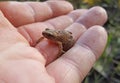 Tiny frog on a hand