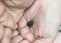 Tiny frog in human hands