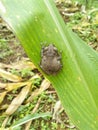 Tiny Frog On A Leaf Royalty Free Stock Photo
