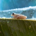 Tiny Frog on a Leaf in the Rain Royalty Free Stock Photo
